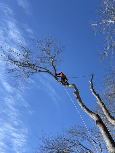 Climbing arborist atop a bare tree under a blue winter sky — Ultra Tree