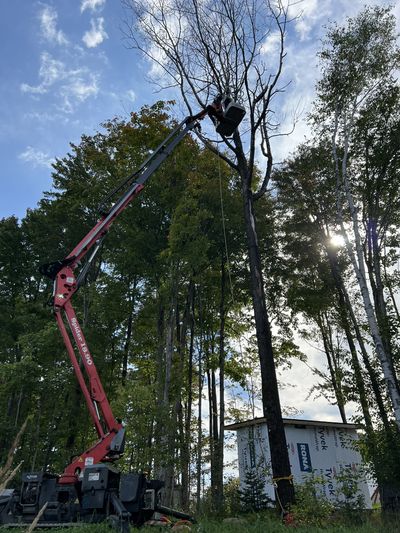 Safe removal of a large tree with a spider lift — Ultra Tree