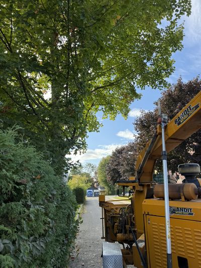 On-site branch chipping with a wood chipper in a residential area — Ultra Tree