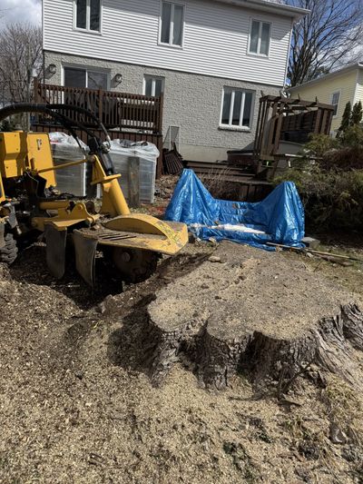 Large tree stump and stump grinder before grinding in a backyard — Ultra Tree