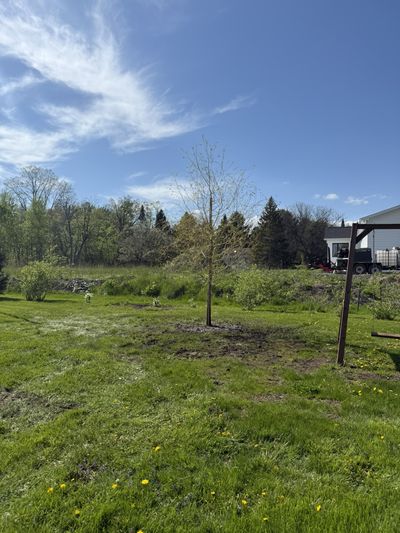 Planting a young staked tree in a residential yard — Ultra Tree